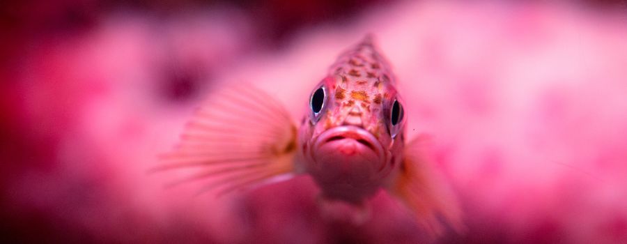 what kind of collagen to choose