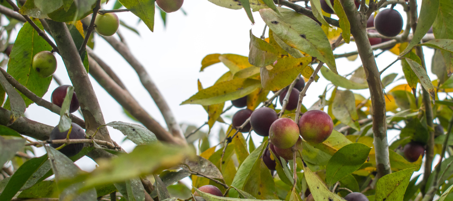 Camu camu: what benefits and effect does this superfood have
