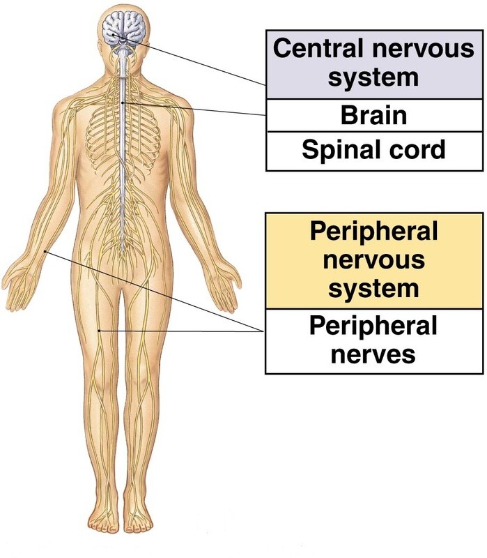 The Best Supplements For Nervous System | Your online quality health