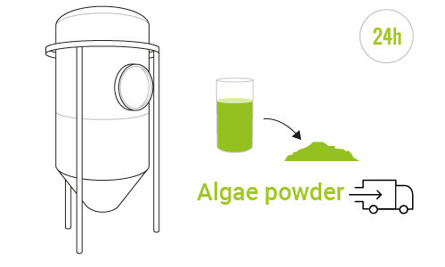 Spray drying of the algae