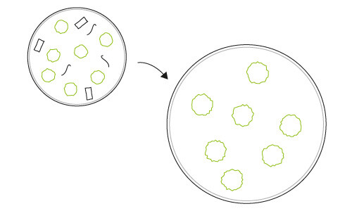 Cleaning of microalgae